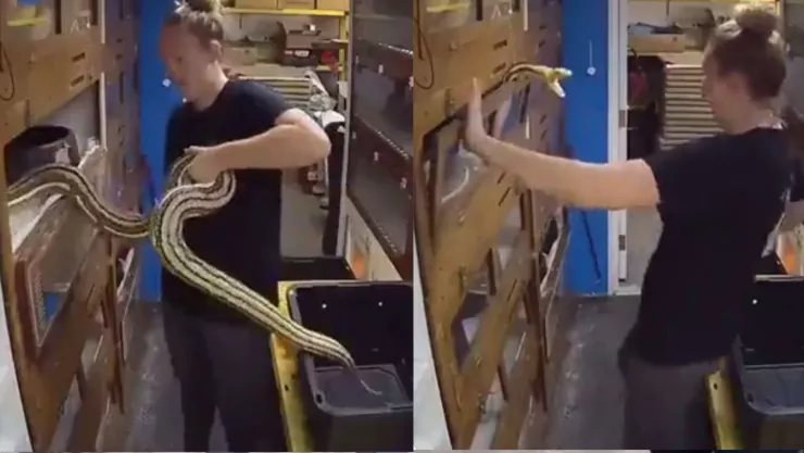 ¡De miedo! Serpiente gigante ataca a su criador para evitar ser guardada (VIDEO)