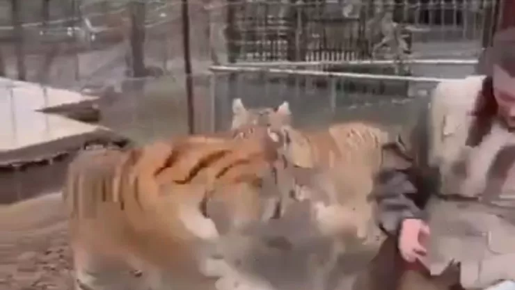 Tigre sujeta a veterinaria en plena reserva de Mazamitla