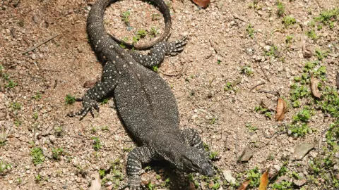 Lagarto.jpg
