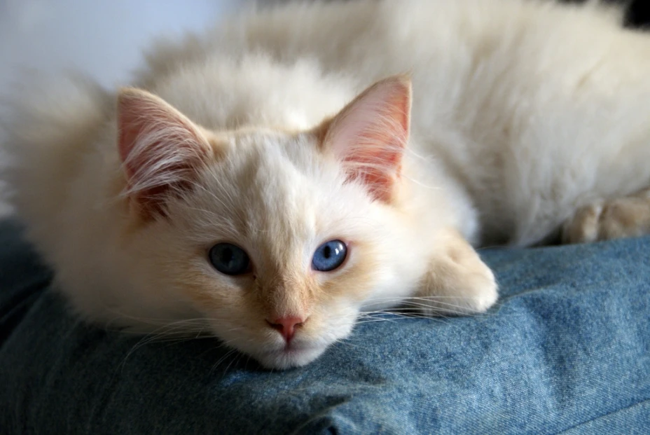 Gato