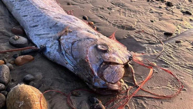 pez remo en las costas de california noviembre 2024.jpg