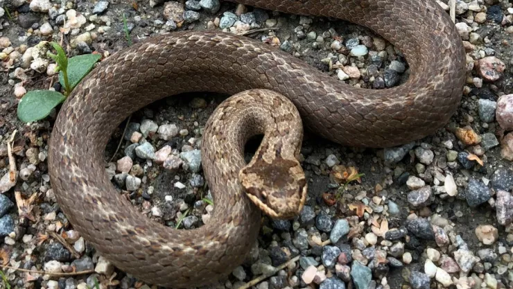 Serpiente venenosa muerde a una madre y a su hijo en Hidalgo