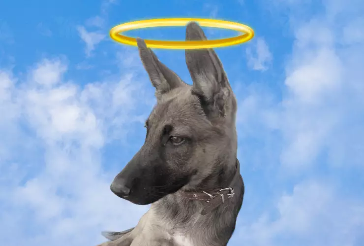 Muere ‘Max’, perrito pastor belga atacado por el cocodrilo ‘Larry’ en la Bahía de Chetumal.jpg