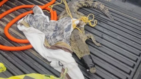 Encuentran cocodrilo en la sindicatura de Costa Rica, en Culiacán.jpg