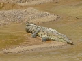 galerçia de fotos de los cocodrilos en Jalisco y Nayarit