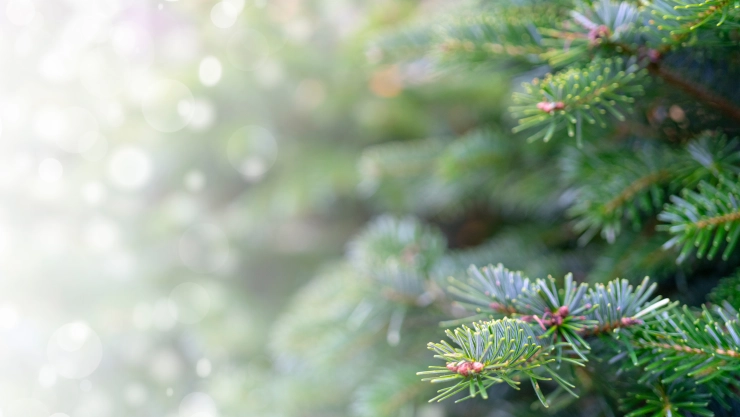 Centros de acopio en Tijuana