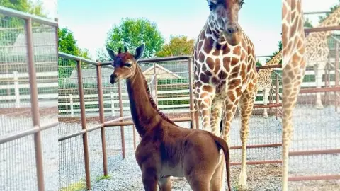 Nace un bebé jirafa sin manchas, parece ser único en el mundo