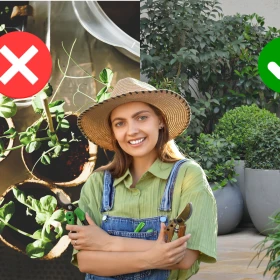 Planta