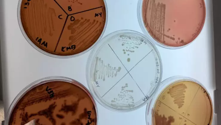 Bacterias servirían suelos dañados por hidrocarburos