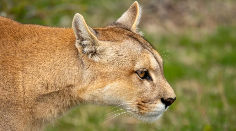 Un pumas en la naturaleza.