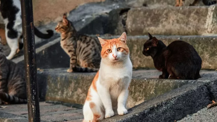 GATOS SON UN PELIGRO