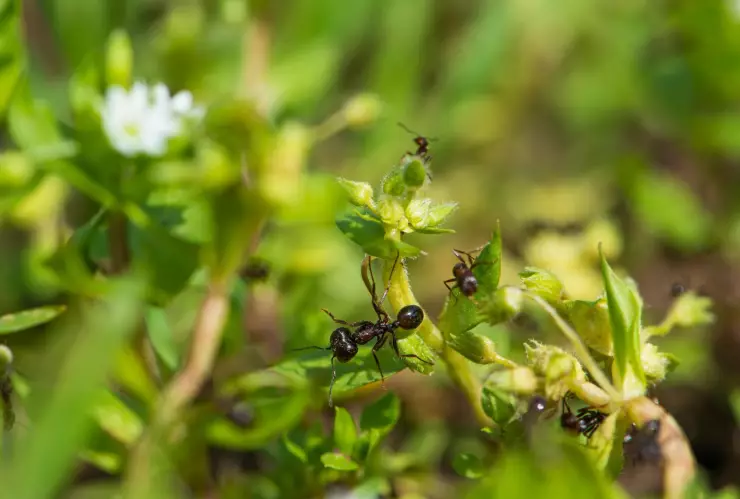 Elimina a las hormigas del jardín con el poder del limón: Así funciona el remedio casero
