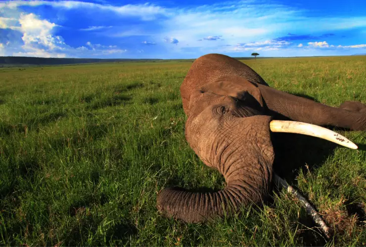 Confirman la causa de la muerte de 35 elefantes en África