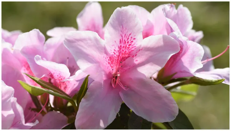 plantas resistentes azalea