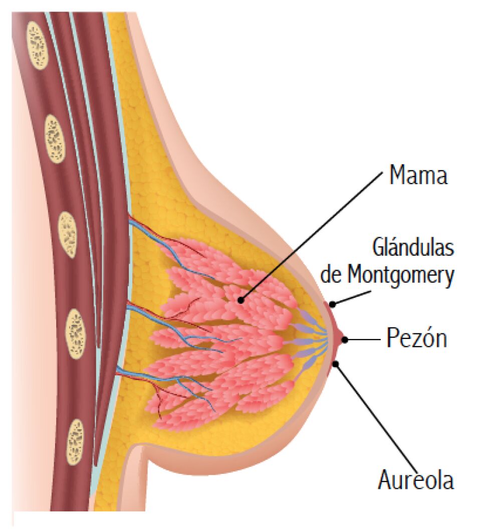 Captura de pantalla 2020-10-19 a la(s) 11.10.46.png