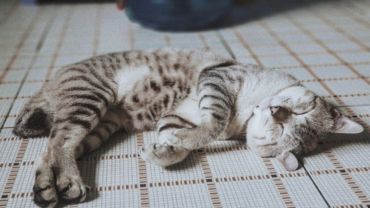 Bolsa-primordial-Qué-es-esa-piel-que-cuelga-de-la-barriga-de-mi-gato