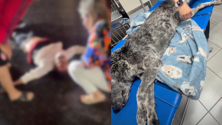 Atropellan a hombre y su perrito