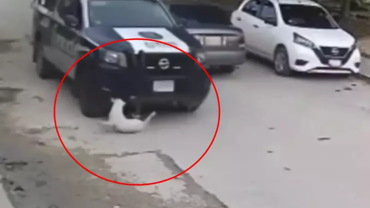 Reprochan acto de maltrato animal en Cancún causado por una patrulla.jpg