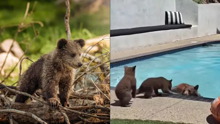 ¡Chapuzón! Familia de osos se bañan en una piscina privada y se roban el corazón de todos | VIDEO