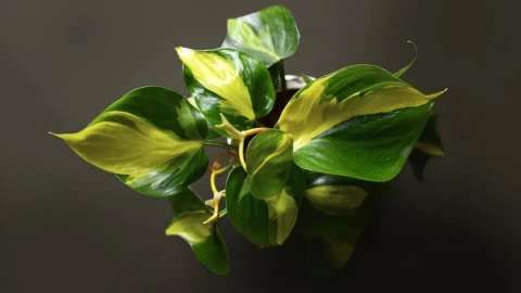 Philodendron Scadens