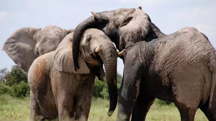 ¡Se vengaron! Carro atropella a una cría y los elefantes destruyen el coche