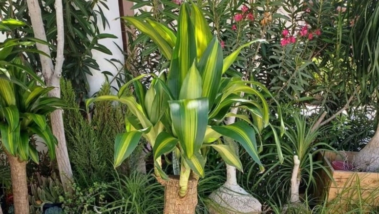 Palo de Brasil:  El mejor lugar para ponerlo en casa y atraer la buena fortuna