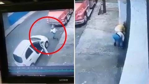Envenenan a gatitos callejeros en Zapopan; mujeres son captadas en video.png