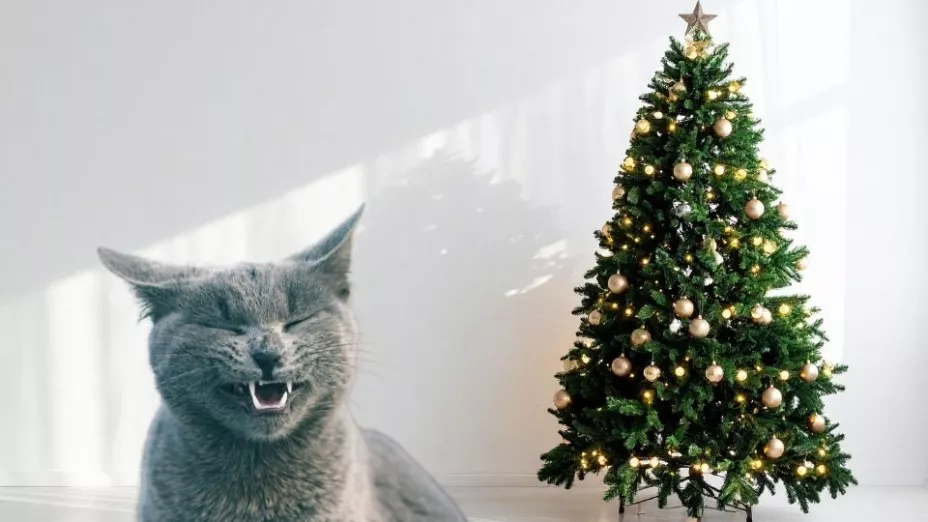 Cómo evitar que tu gato tire el árbol de Navidad.jpg
