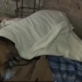 gusano-barrenador-en-veracruz-detectan-casos-en-perros-san-andres-tenejapan-y-piden-ayuda-urgente