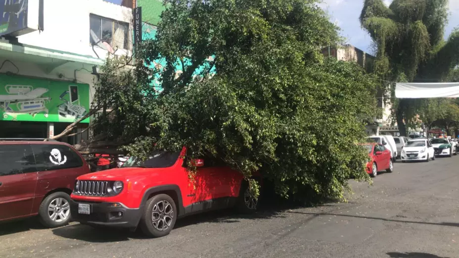cae árbol por viento.jpg