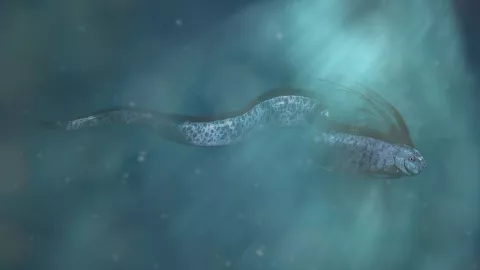 Captan otro pez remo en playa de Baja California Sur