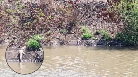 Cocodrilo en Recursos Hidráulicos en Culiacán