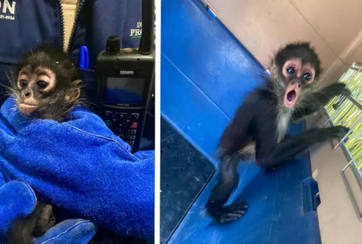Rescatan mono en negocio de blvd Mariano Escobedo en León, Guanajuato ¿Cómo pasó?