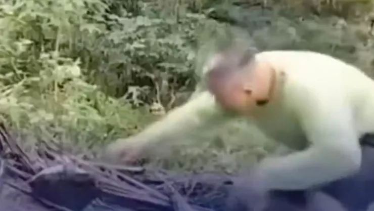 Video viral muestra el momento en que una serpiente muerde en la cabeza a un creador de contenido