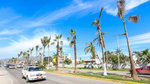 reforestación de Acapulco