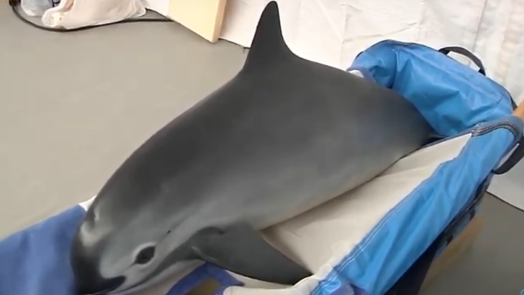 Vaquita marina: Son endémicas del Alto Golfo de California y la principal amenaza es la pesca del pez totoaba, el cual se vende en el mercado asiático por supuestas propiedades medicinales.