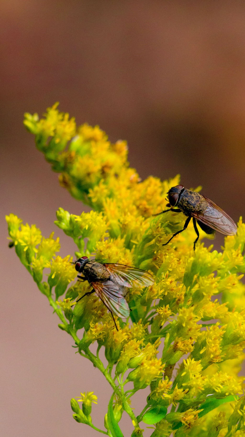 Repelente insectos