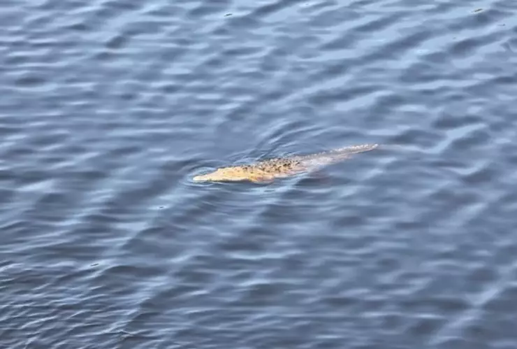 Tragedia-en-Michoacán-adolescente-cae-en-canal-y-es-devorado-por-cocodrilos