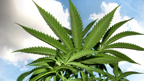 abuelita-marihuana-asilo