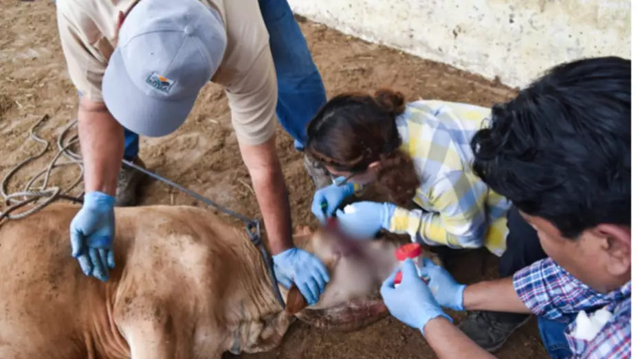 Veterinarios en Tlaxcala refuerzan prevención del gusano barrenador