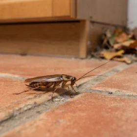 Insectos