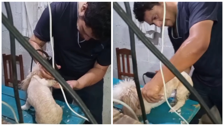 Maltrato animal en estética de Yucatán