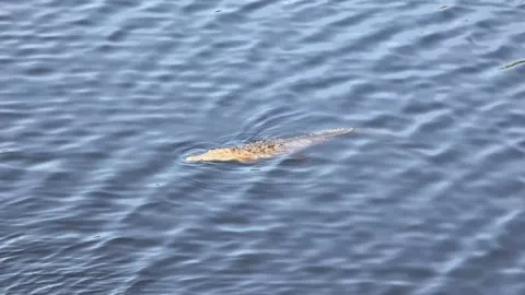 cocodrilos en Michoacán