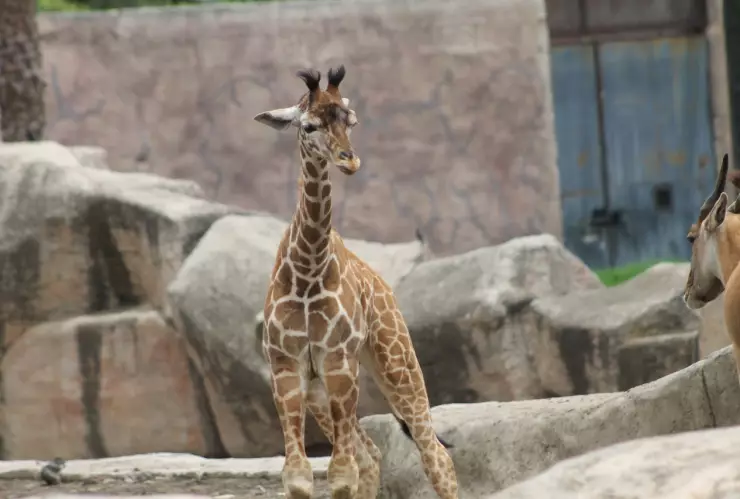 Nasha será el nombre de la jirafita nacida en Zoológico de Aragón