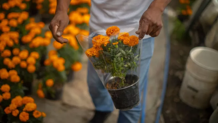 Flores de cempasuchil en Mexico