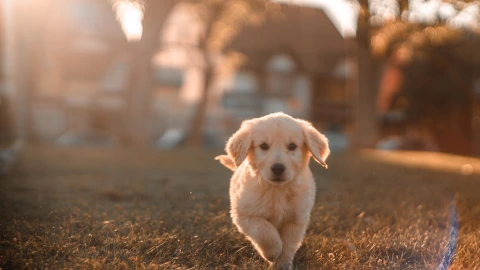 alimento perrito