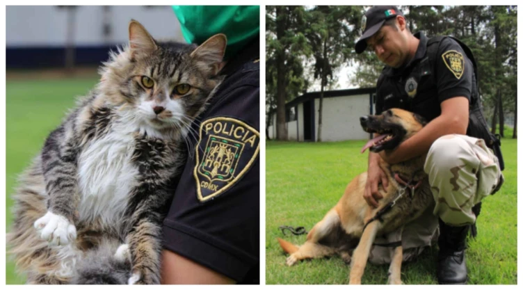 Dónde denunciar maltrato animal en CDMX