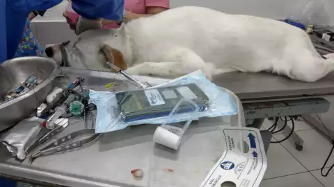 cirugia perro.jpg