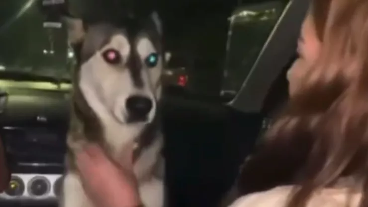 Viral: perrita callejera forzada a beber alcohol en Chihuahua genera protestas