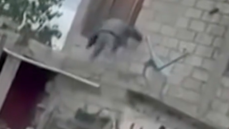 Perro brutalmente golpeado